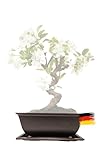 Genki-Bonsai Pflanzschale 14,5 x 10,5 x 7 cm aus Kunststoff – rechteckiger Pflanzkübel mit Untersetzer, frostbeständig, mit Drainagelöchern – für Bonsai, Kräuter, Zimmer- & Balkonpflanzen