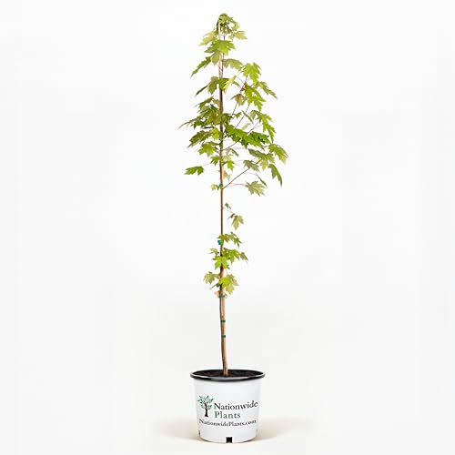 How long can a maple tree live