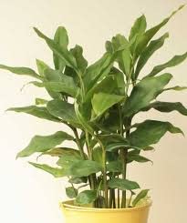 Mphmi Nurseryplant Greater Cardamom, Badi Elaichi - Plant (B09NMKQXYP) Amazon Price History, Amazon Price Tracker