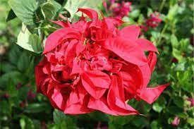 Fireball poinsettia live plant,live plant for Fireball poinsettia (pack of 1) (B0CNTLL5DW) Amazon Price History, Amazon Price Tracker