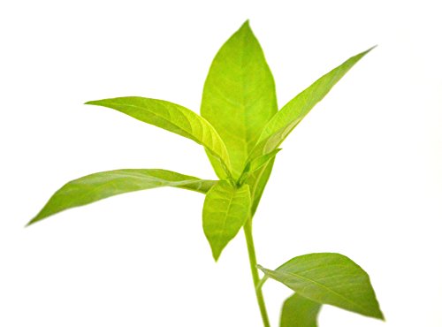 9Greenbox - Night Blooming Jasmine - 4'' Pot Live Plant Ornament Decor For Home, Kitchen, Office, Table, Desk - Attracts Zen, Luck, Good Fortune - Non-Gmo, Grown In The Usa #TOP4