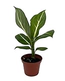 Sterling Dieffenbachia Plant -2.5' Pot