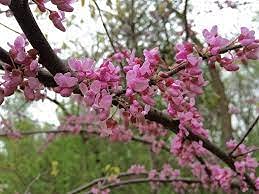 30pcs Ajuga Flower Seeds