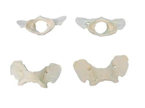 Four Assorted Real Coyote Butterfly Vertebra Bones