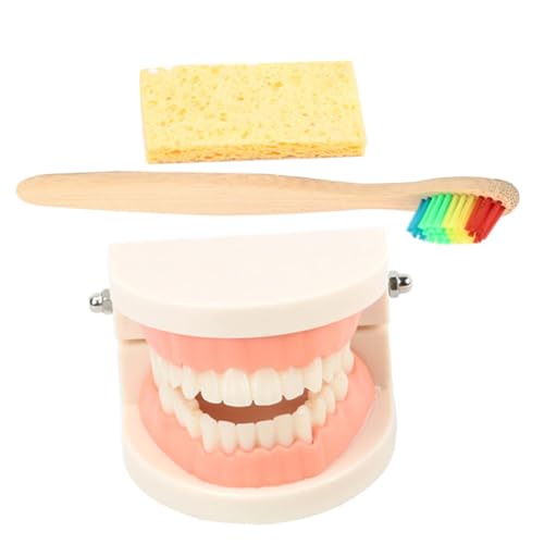 TOPBATHY 1Juego Kit Estándar Para Enseñanza Oral Para Educación Infantil y Desarrollo De Habilidades De Cepillado