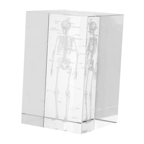 Holibanna Skull Anatomy Model Crystal Carving 3d Human Skeletal Structure Scientific Teaching Tool for Medical Professionals