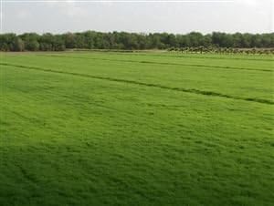 SeedRanch Bermuda Grass Seed Coated/Hulled - 50 Lb.
