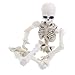 Oauxy Realistic Skull Skeleton Human Model, 3.54 Inches Movable Skeleton Human Model Skull Full Body Mini Figure Toy for Halloween Decorations Gifts