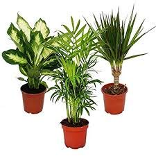 Houseplant Mix 3 Plants in 9cm Pot