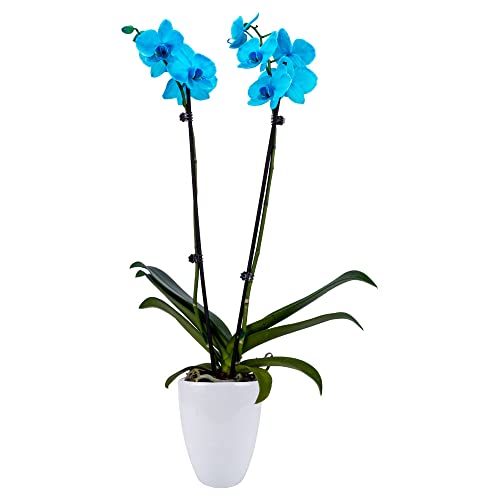 DecoBlooms Premium Aqua Orchid Live Indoor Plant - 5 inch Blooms, Modern Pot Included, Gift Fresh Flowering Home Decor for Anniversary, Birthday, Congratulations, Get Well, Sympathy, Thank You