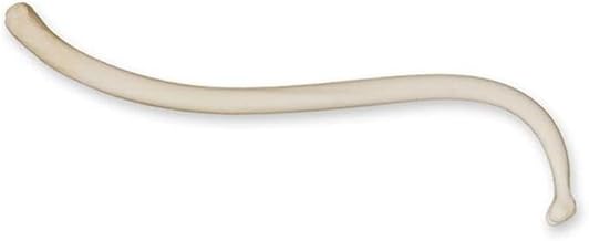 Raccoon Baculum (13cm) (Natural Bone)