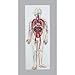 Vision Scientific VAC432-N Human Circulatory System, 2 Parts