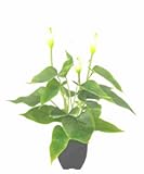 Flair Flower Callapflanze i.T. , Polyester, Kunststoff, Weiß, 42 x 20 x 20 cm