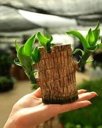 cloud farm Brazilian Lucky Bamboo Live Plant, Good Luck Plant, Healthy Indoor Plant for Home Décor Pack of 1, CF_50-picture-1