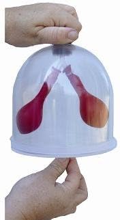 Lung Model
