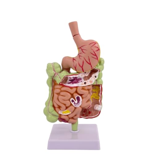 Estómago didáctico molo estructural y aparato digestivo humano para médicos