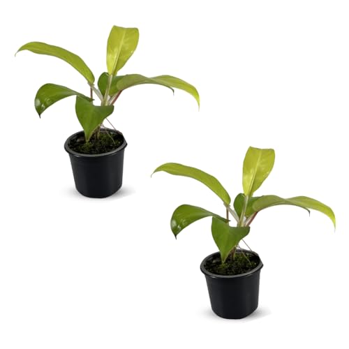 LEAL PLANTS ECUADOR Philodendron Lemonades EC (Pack of 2)| Lemon Lime Philodendron Golden Pothos & Jade Plant | Live Indoor Houseplants for Air Purification & Home Décor