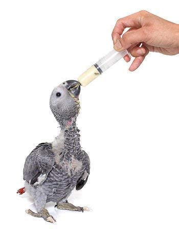 MAF Bird Hand Feeding Syringe Curve Type For All Birds Chicks(12 Ml)(Pack Of2)Tube Bird Feeder Bird Hand Feeding Syringe (B0CG1FFVL9) Amazon Price History, Amazon Price Tracker