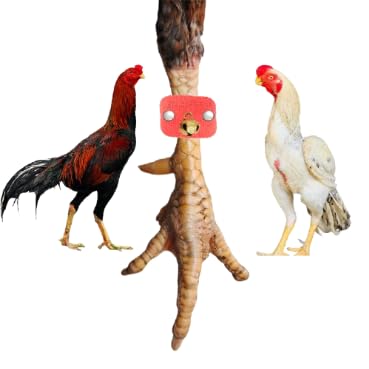 BLANKED Parrot Beak Multicolor Fancy Shank Band with Ghungroos (Pair of 6) adds Style and Charm to Your Roosters, Perfect for Shows and competitions While ensuring Comfort and Durability-image-2