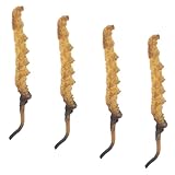 HANABASS 4stücke Cordyceps-pathologiemodell Für Medizinläden Cordyceps-wirt-interaktionsmodell Cordyceps-reproduktionsmodell Modell Für Alternative Heilmethoden