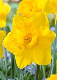 Yellow Dutch Master Daffodil Bulbs - 40-Pack Narcissus Trumpet Variety -...