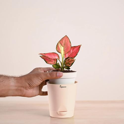 Image of Ugaoo Aglaonema Pink Beauty Live Indoor Plant with Self Watering Pot (Small) | Low Light Air Purifying Houseplant for Home, Office, Bedroom & Desk Decor