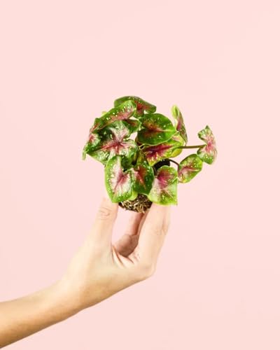 Caladium Casey Mini | Plantas Naturales Interior | Pur Plant