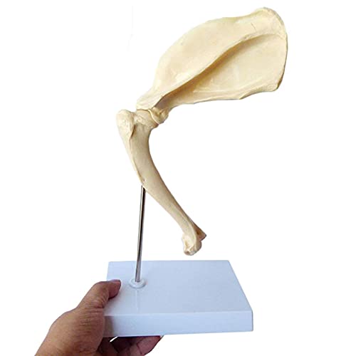Anatomisches Modell des Tiergelenks - Anatomisches Modell Tier des Gelenks Schulter Hund Anatomisches Modell des Knochens Schulterblatt Hund Medizinische