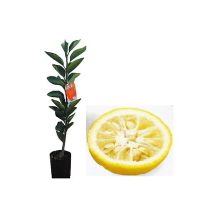 Amazon 柑橘類の苗 とげなし柚子 2年生苗木 果物