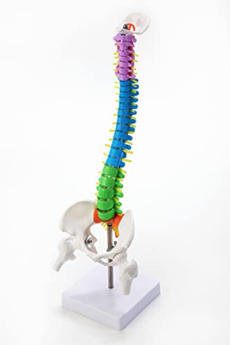 Human Color Spine Model 45CM Medical orthopedics Sports Bone Model Cervical Lumbar Spine Bone Model School Anatomy Teaching Supplies