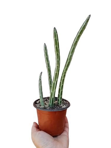 Senecio stapeliiformis succulenta pianta grassa fiore rosso pianta ragno - vaso Ø10 cm