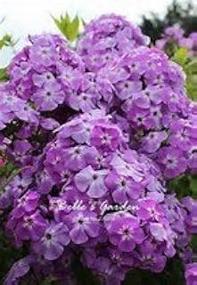 RIC 20: New Fresh Seeds 50 PC Petunia Seeds, Indoor Seeds of Flower Bonsai, Seeds Petunia Flower Mix Petunia hybrida Garden Plant in vase 20: only Seeds