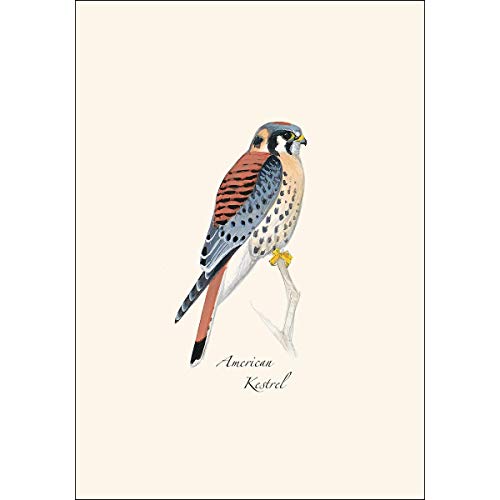 Image of Earth Sky + Water - Sibley Raptor Assortment Notecard Set - 8 Blank Cards with Envelopes (4 each of 2 styles)