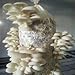 Oyster Mushroom Growing Kit ~ Easy to Grow Your Own FRESH Mushrooms!
