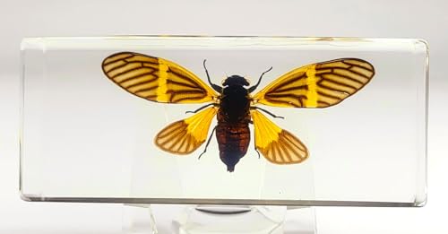 Image of 4.3 inch Real Golden Black Cicada w /Open Wings in Crystal Clear Lucite Resin Crafts Specimen Preserved Becquartina Electa Insect Taxidermy Collection for Biology Science Education & Desk Ornament Display