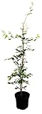 Fagus sylvatica 60-80 cm - Rotbuche, grüne Blätter, ideal als Hecke, winterhart, pflegeleicht