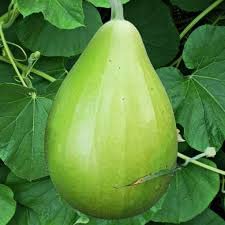 Seed Desi Variety Bottle Gourd/Lauki Round Seeds PACK OF 10 (B0BMLD4C33) Amazon Price History, Amazon Price Tracker