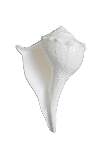 Generic Dakshinavarti Shankh AuthentiC Non-Blowing Shankh for Pooja | Sangu (LAKSHMI SHANKH for Vastu Dosh) | Original Natural Lakshmi Valampuri Sangu Pure White Size :-4 Inch