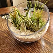 Wgv Slant Cut Bowl Glass Vase, Width 7", Height 6", Clear Terrarium, Candy Dish, Fruit Jar, Floral Container For Wedding Party Event, Home Office Decor, 1 Piece #TOP7