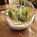 WGVI Clear Slant Cut Bowl Glass Vase, Glass Terrarium, Candy Dish, Glassware, Slant Open: 7