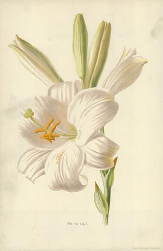 Tableau Lys blanc Frederick Edward Hulme pour une ambiance sereine à la maison