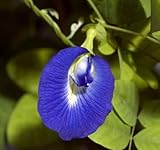 exoticsamen.com PREMIUM QUALITY SEEDS