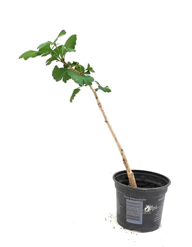 Ginkgo Biloba - DECOALIVE - Árbol Medicinal Natural en Maceta de 9cm