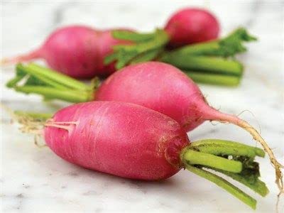 Gachwala Red Radish Raphanus sativus- (Muli) Seeds (Pack of 100+) | Daikon Seeds | Chinese Seeds | Luobo Seed