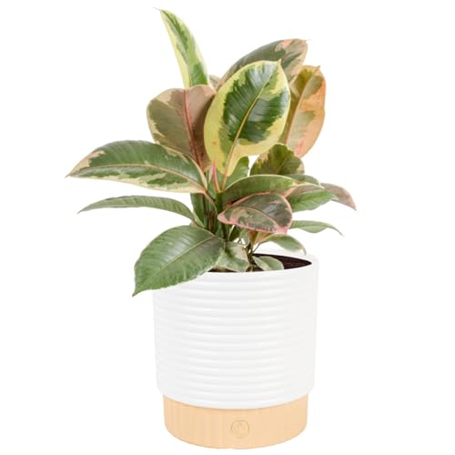 Image of Costa Farms Ficus Tineke Live Plant in Decorative Pot, Indoor Houseplant, Perfect for Home, Room, or Office Decor, Great House Warming or Birthday Gift, 12-18 Inches Tall