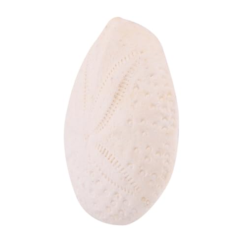 Conchas Naturales de Alta Calidad para Decoración del Hogar Elegante 6 Piezas 2