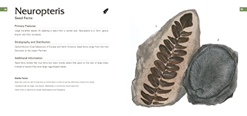 Fossils: Identification Guide (Identification Guides) - Image 3