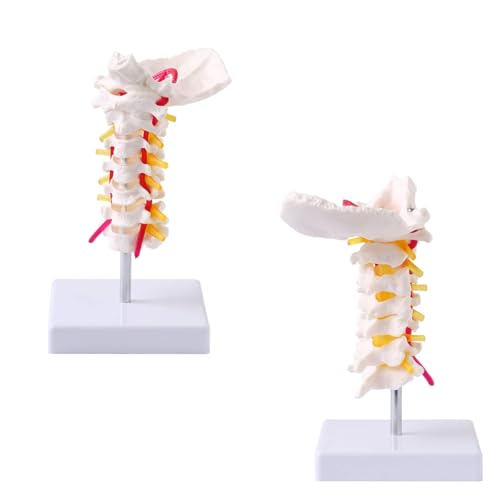 Image of Japard Cervical Spine Model with Cervical Vertebrae, Cervical Nerves, Vertebral Arteries & Occipital Plate for Medical Education, Life Size Human Cervical Spine Model for Anatomy