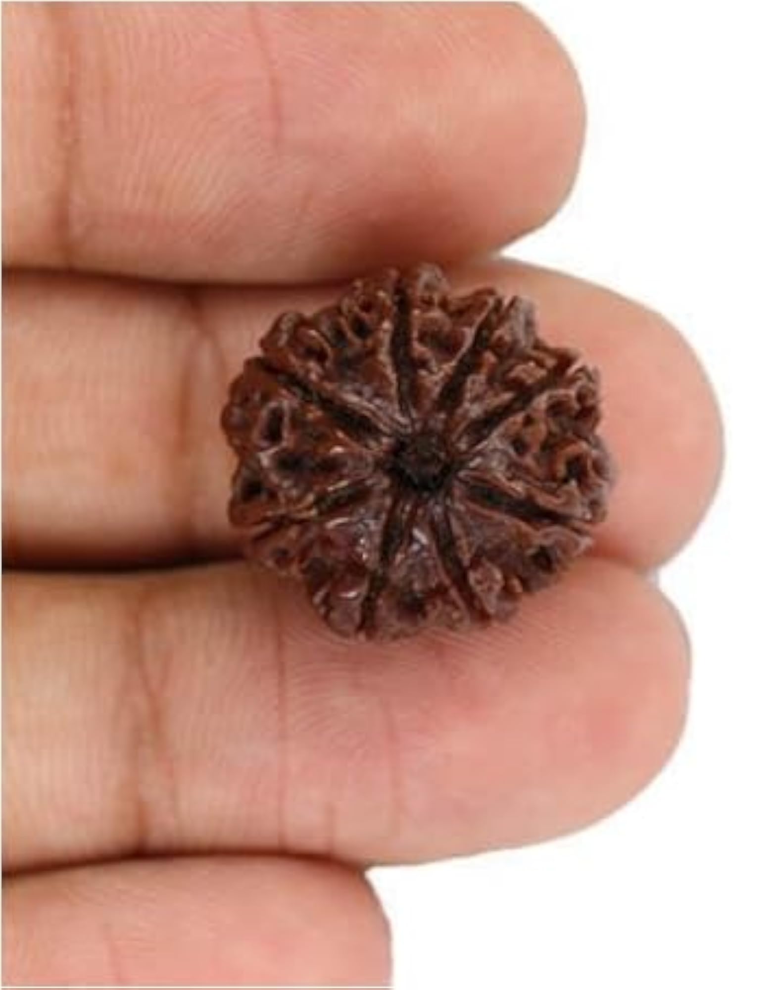 Superb Brown Eight Face Rudraksha Nepali Beads, IGL Lab Certified
