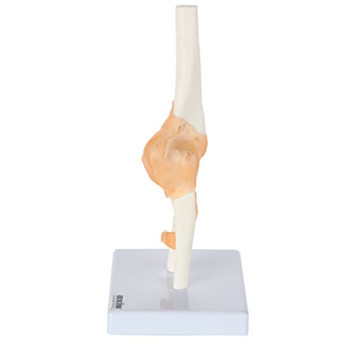 Image of Axis Scientific Flexible Elbow Model, Life-Size Flexible Elbow Joint with Realistic and Soft Ligament Anatomy, Includes Base for Display and Interaction, Detailed Product Manual
